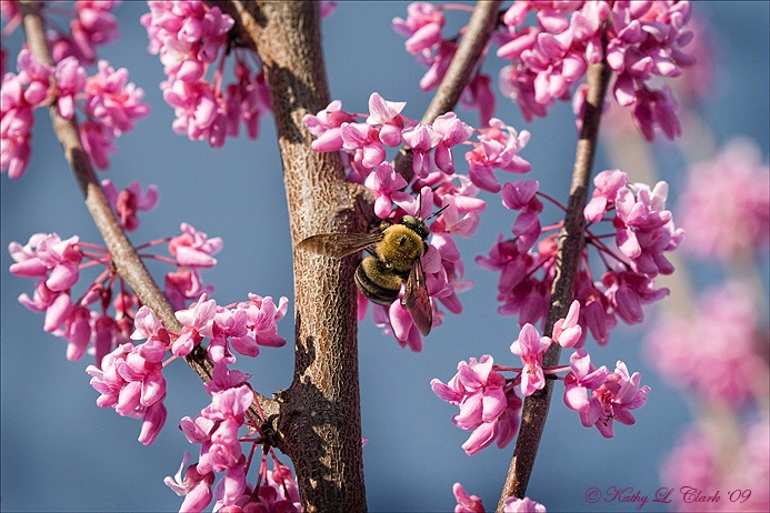 Another Bumble on Redbud