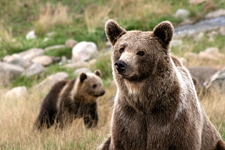 Mamma Bear on look-out