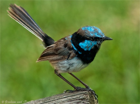 Blue Wren