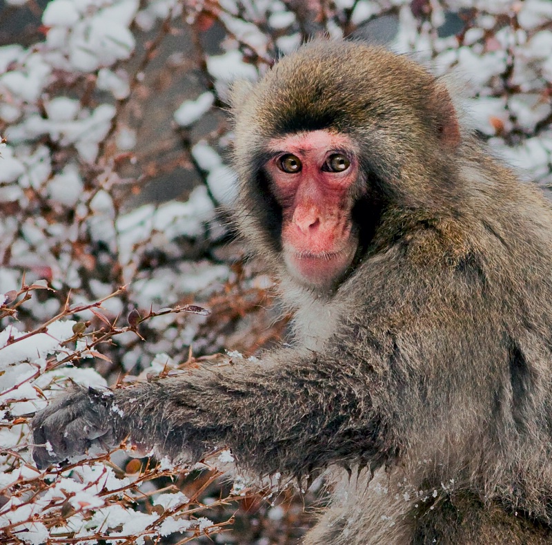 Snow Monkey 4