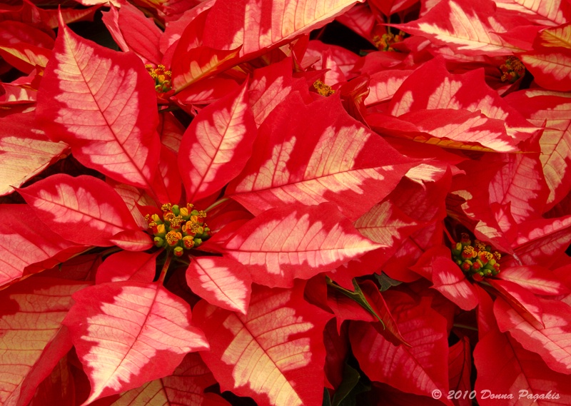 Spring Poinsettias