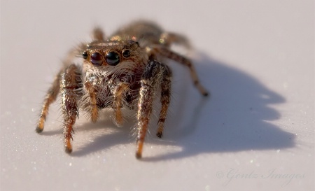 Little Jumper