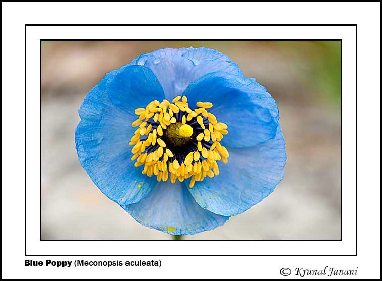 blue poppy  meconopsis aculeat