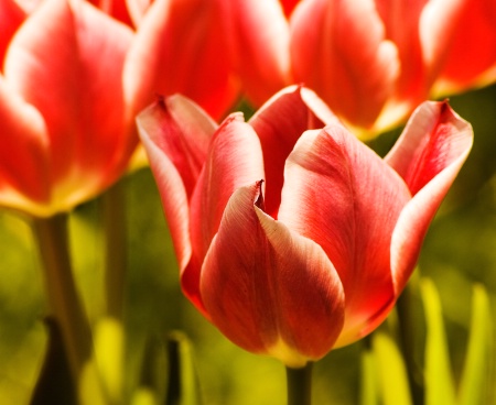 Tulips