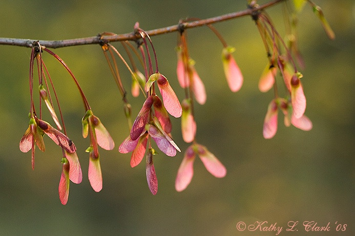 Tree Lace