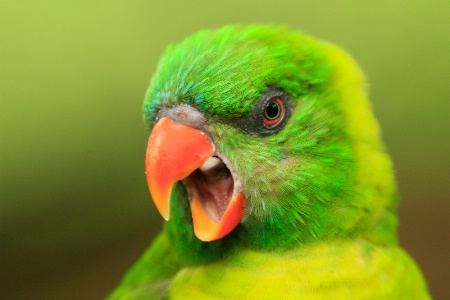 angry bird 