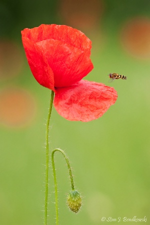 Poppies Field Day