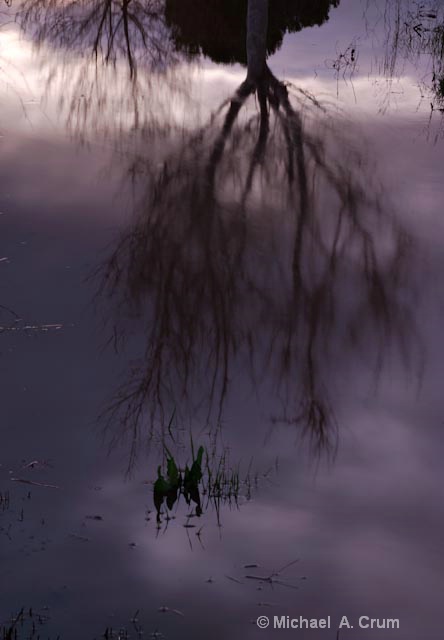 Tree Reflection