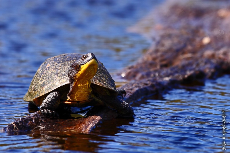 Blandings Turtle