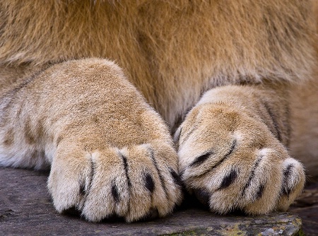Paws-Abilities