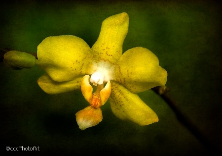 Buttercream Orchid