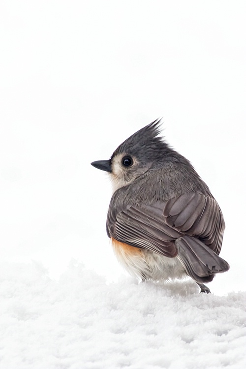 Tufted Titmouse