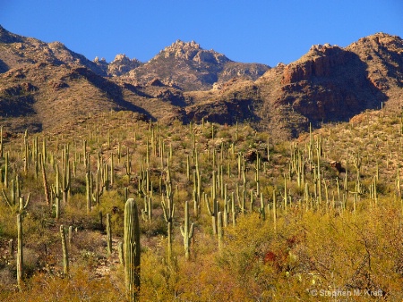 Sea of Catus