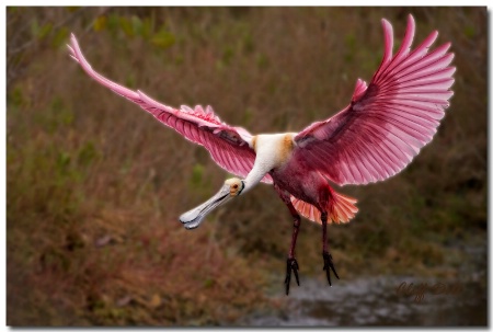 Roseatte Spoonbill