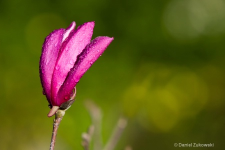 Purple Bloom