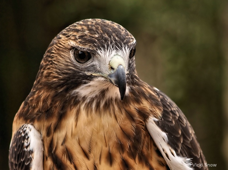 Red Tail Hawk