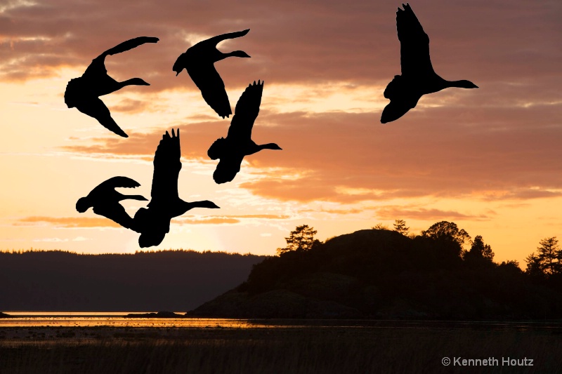 Snow Geese Silhouette