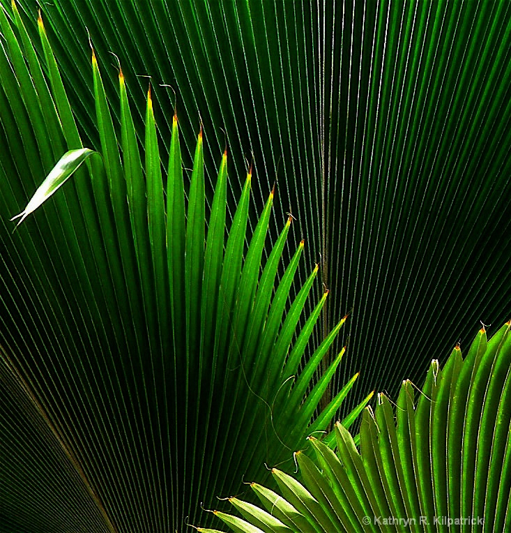 Palm fronds