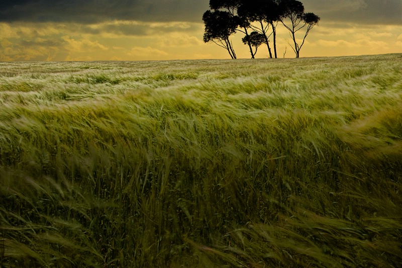 Windy Summer Field_419