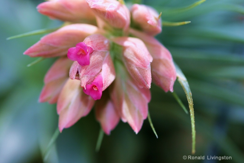 Pretty in Pink