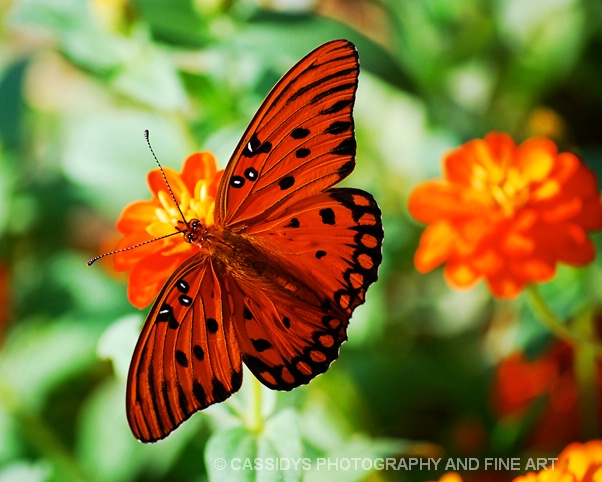 Orange Butterfly & Flowers