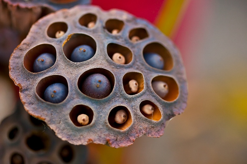 Lotus Pod