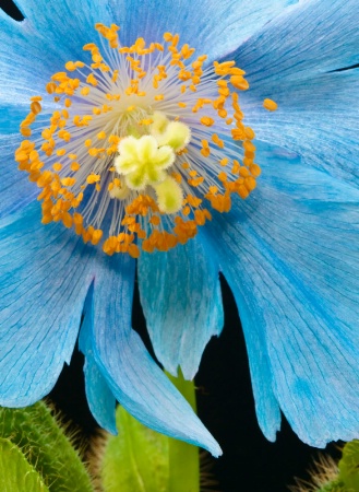 blue poppy 