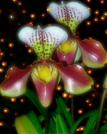 Slipper orchids