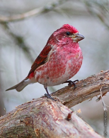 Purple Finch