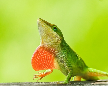 Green Lizard