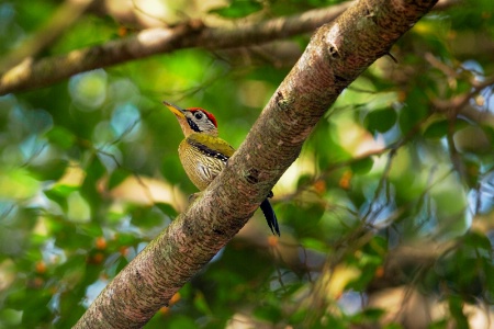 Red head woodpecker