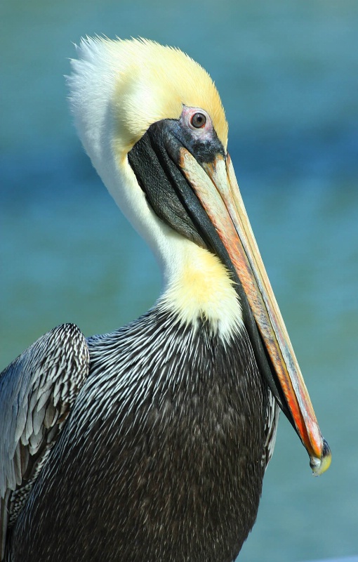 Pelican Portrait