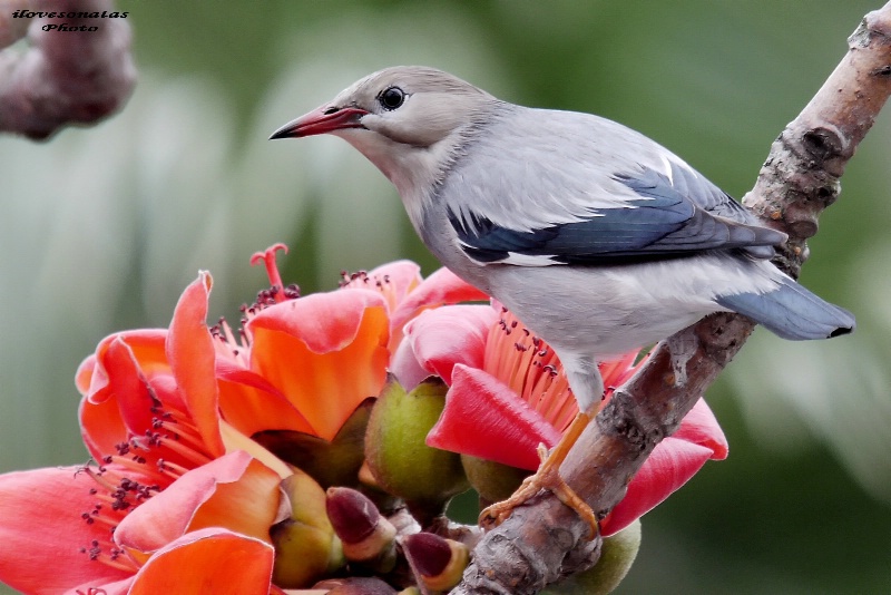 Red-billed Starling & Kapok