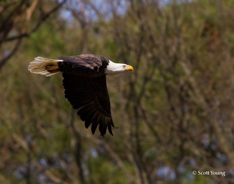 Eagle Flight II; Norfolk Botanical Gardens