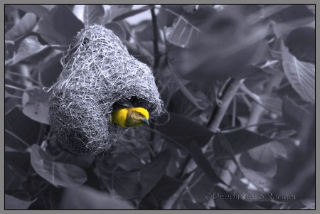 Finn's weaver(Ploceus megarhynchus)