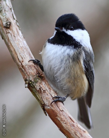 Chickadee