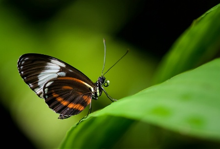 Tropical Wings