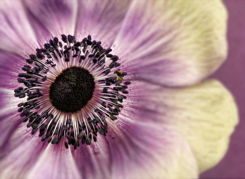 Lavender Lady