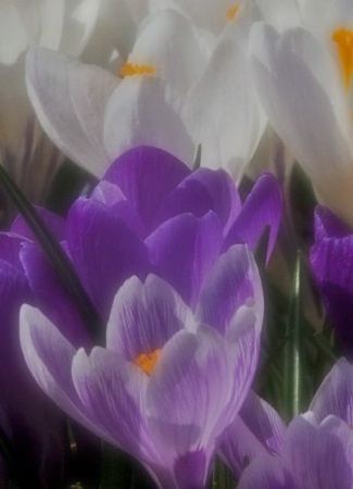 Crocus After Detail