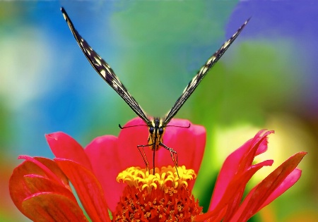 Butterfly World