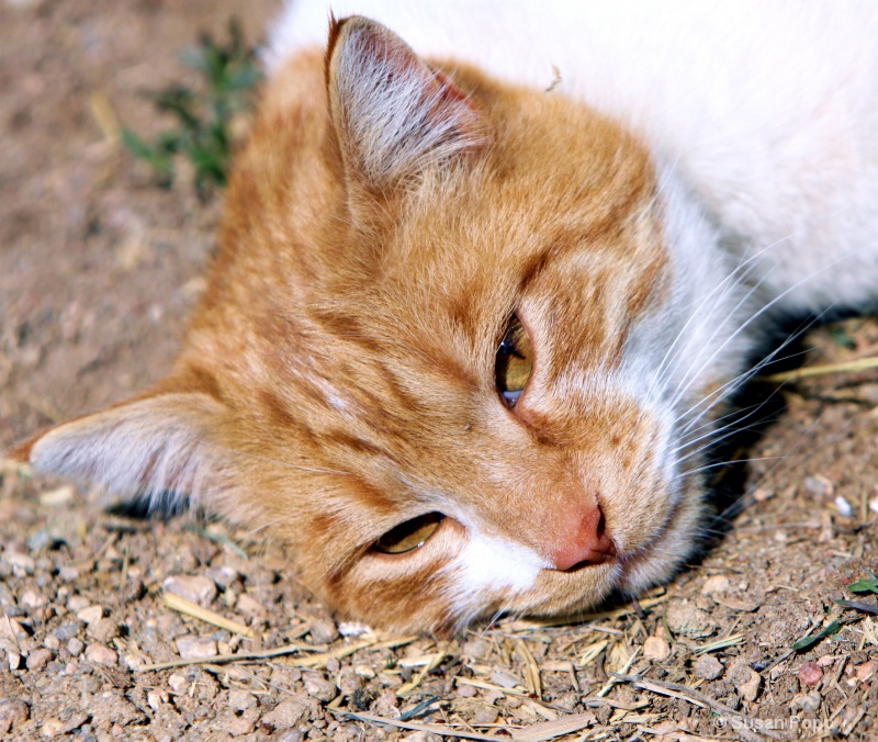 Laying in the dirt - ID: 9956222 © Susan Popp