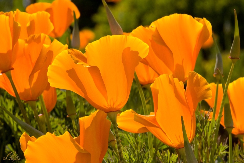 California Poppies