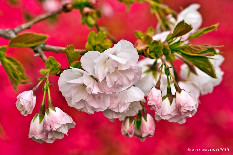 Scent of Nara