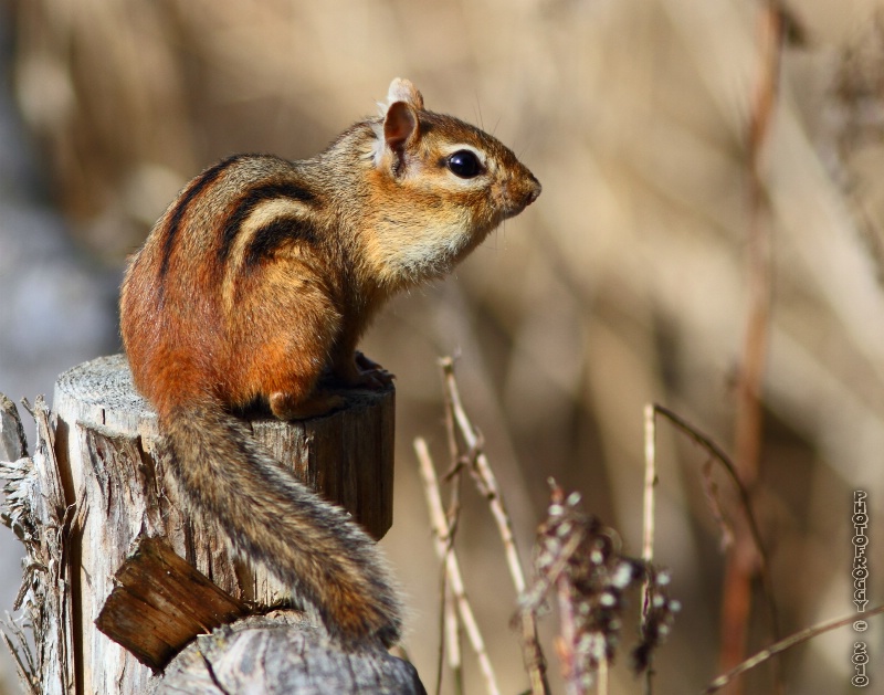 Eastern Chipmunk