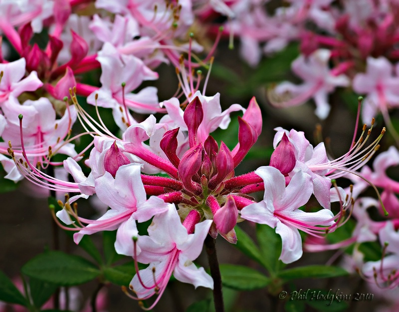 Pinxterbloom Azalea