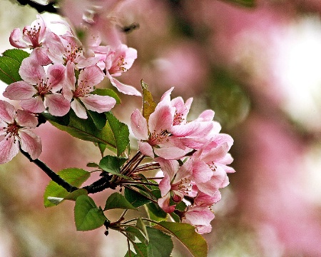 Spring Crabapples