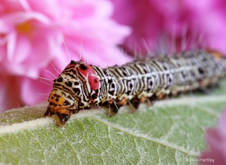 Caterpillar