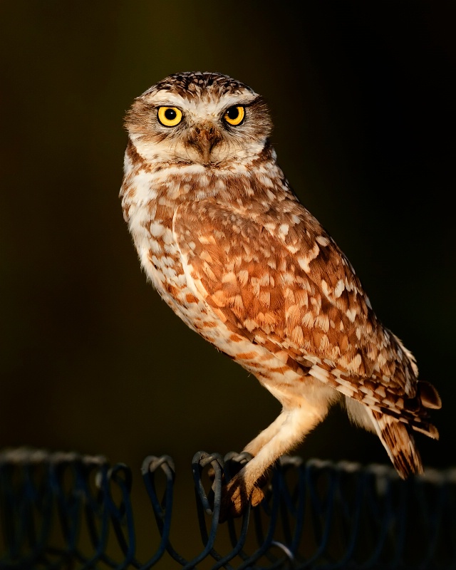 Burrowing Owl