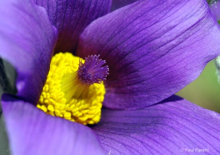 A Purple Center