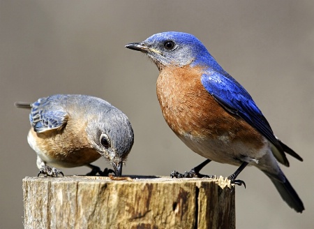 Eastern Blubirds